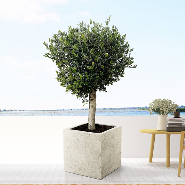 Combi deal - Olive tree Olea Lorc including Grigio Cube - 210cm