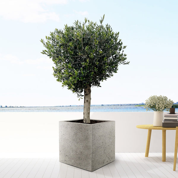 Combi deal - Olive tree Olea Lorc including Grigio Cube - 210cm