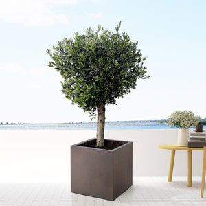 Combi deal - Olive tree Olea Lorc including Grigio Cube - 210cm