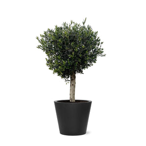 Combi deal - Olea Lorc inclusief Bucket - 210 cm