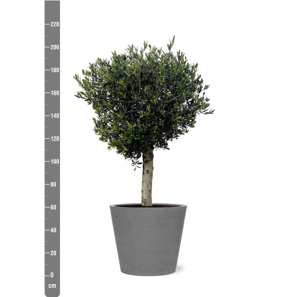 Combi deal - Olea Lorc inclusief Bucket - 210 cm