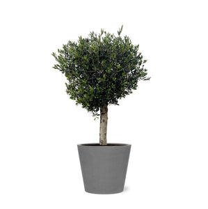 Combi deal - Olea Lorc inclusief Bucket - 210 cm