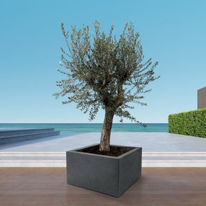 Olive tree Olea Europaea Bonsai XL - 250 cm / stem circumference  85-100cm