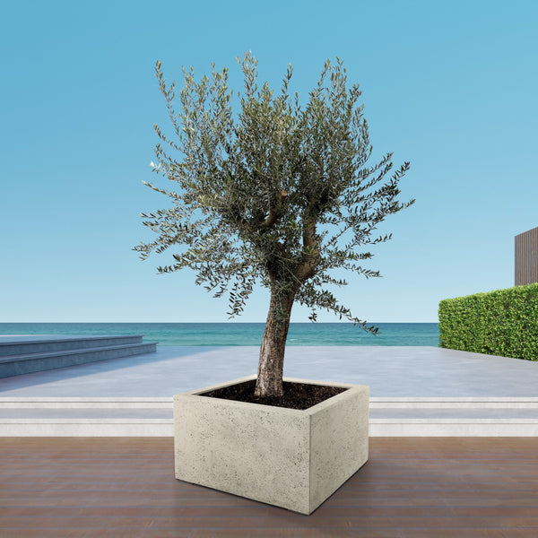 Olive tree Olea Europaea Bonsai XL - 250 cm / stem circumference  85-100cm