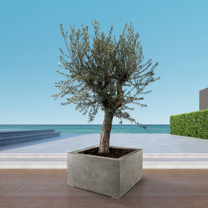 Olive tree Olea Europaea Bonsai XL - 250 cm / stem circumference  85-100cm