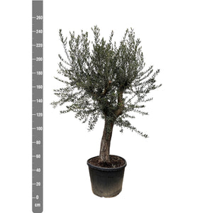 Olive tree Olea Europaea Bonsai XL - 250 cm / stem circumference  85-100cm