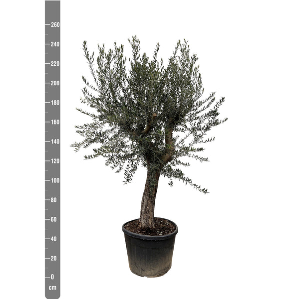 Olive tree Olea Europaea Bonsai XL - 250 cm / stem circumference  85-100cm