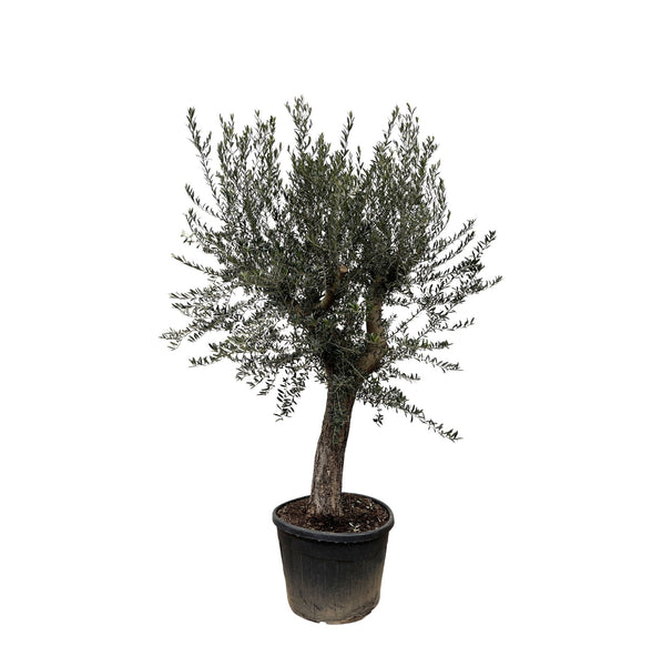 Olive tree Olea Europaea Bonsai XL - 250 cm / stem circumference  85-100cm