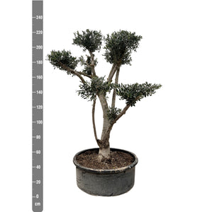 Olea Pom Pon XXL - 210cm / stem circumference 40-50cm