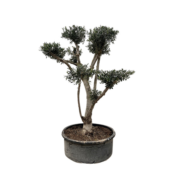 Olea Pom Pon XXL - 210cm / stem circumference 40-50cm