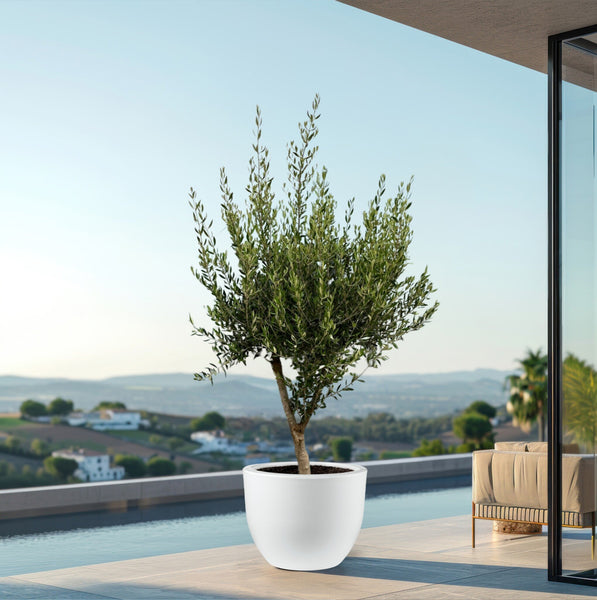 Combi deal - Olijfboom Olea Europaea Cultivo inclusief pot Eggy - 210cm