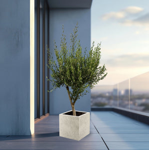 Olijfboom Olea Europaea Cultivo inclusief Grigio Cube - 225 cm