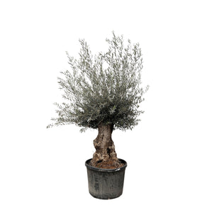 Olivetree Olea Europaea bonsai XXL - 270cm