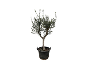 Olive tree Olea Europaea Cultivo  - 200 cm / stem circumference 20-25cm