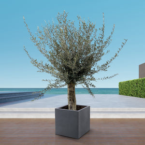 Olive tree Olea Europaea Lorc branched XXL - 225cm / stem circumference 45-55cm