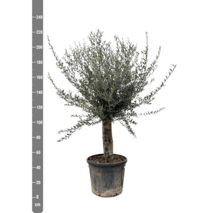 Olive tree Olea Europaea Lorc branched XXL - 225cm / stem circumference 45-55cm