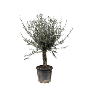 Olive tree Olea Europaea Lorc branched XXL - 225cm / stem circumference 45-55cm