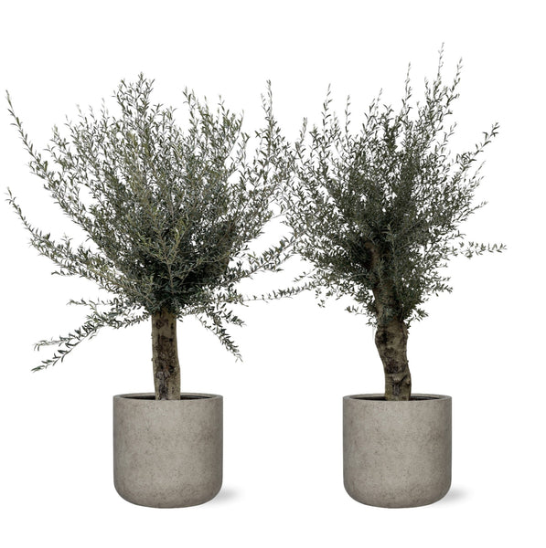 Combi deal 2x - Olive tree Olea Europea Lorc branched including Charlie Beige Washed 62x60 - 250cm