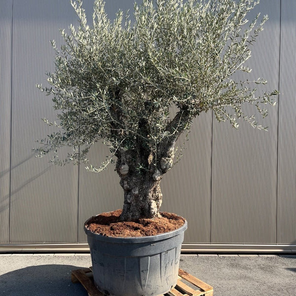 Olijfboom Olea Europaea Bonsai XXXXL - 300 cm