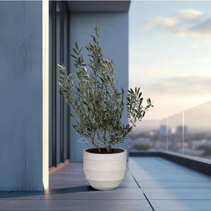 Olea Europaea (Olive) Bush - 140 cm