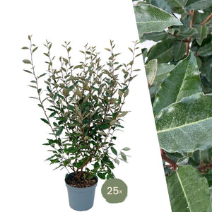 25x Olijfwilgplanten voor 10 meter strekkende haag - 125cm
