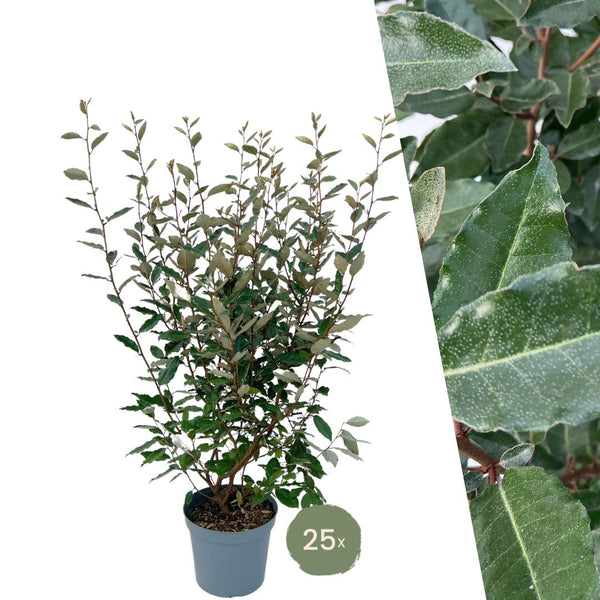 25x Olijfwilgplanten voor 10 meter strekkende haag - 125cm