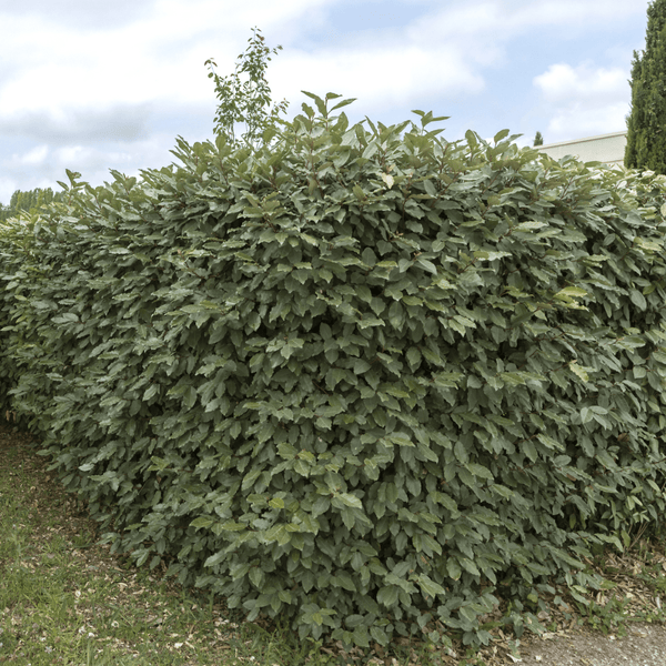 25x Olijfwilgplanten voor 10 meter strekkende haag - 125cm