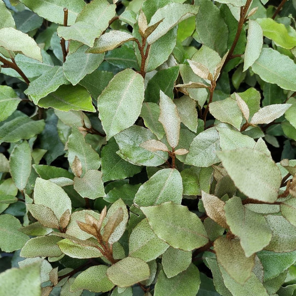 25x Olijfwilgplanten voor 10 meter strekkende haag - 125cm
