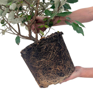 25x Olijfwilgplanten voor 10 meter strekkende haag - 125cm