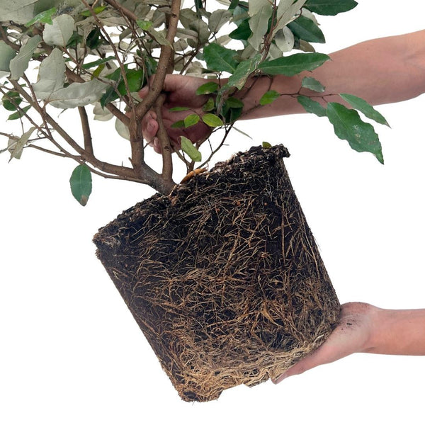 25x Olijfwilgplanten voor 10 meter strekkende haag - 125cm