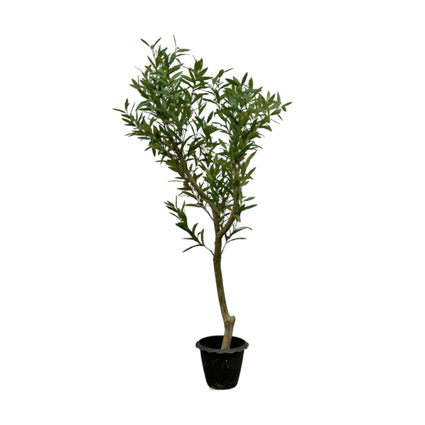olivenbaum keimling Künstlicher Olivenbaum | 160 cm
