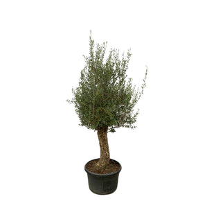 Olive tree Olea Europaea Bonsai  - 250 cm / stem circumference 45-60cm