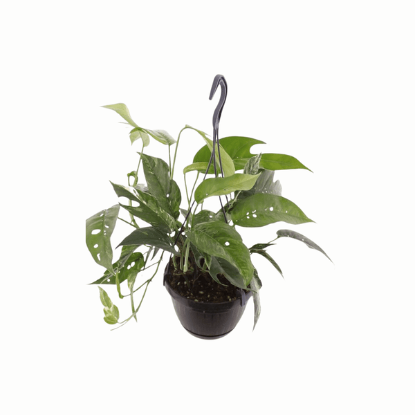 Hangplant Epipremnum Pinnatum Variegata - 30cm