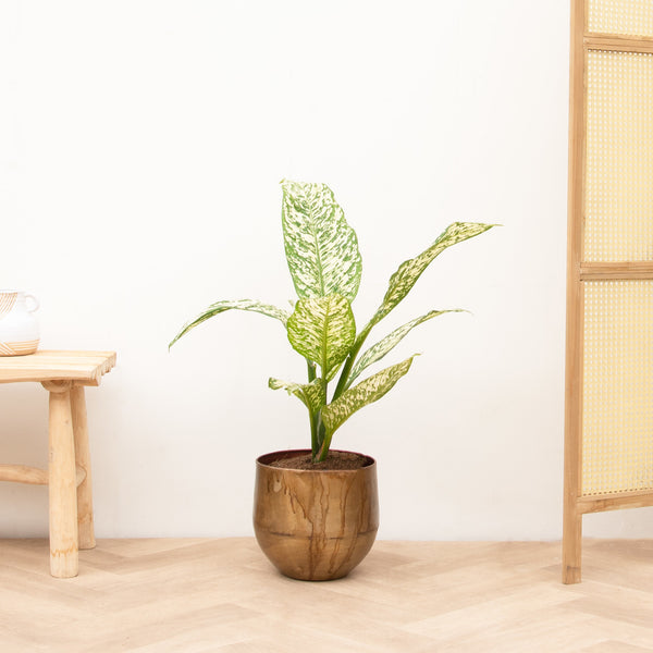 Dieffenbachia White Etna - 70 cm kopen bij Green Bubble