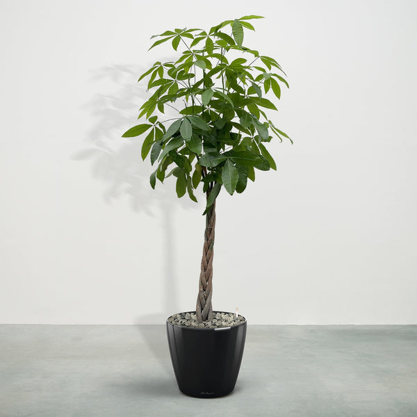 Combideal - Pachira Aquatica including self-watering pot Joy M - 150cm