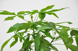 Product afbeelding 2