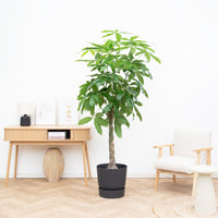 Pachira aquatica - 190cm