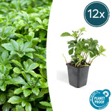 Product afbeelding 6