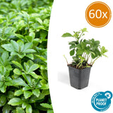 Product afbeelding 9
