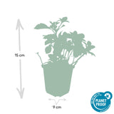 Product afbeelding 3