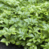 Product afbeelding 4