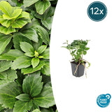 Product afbeelding 9