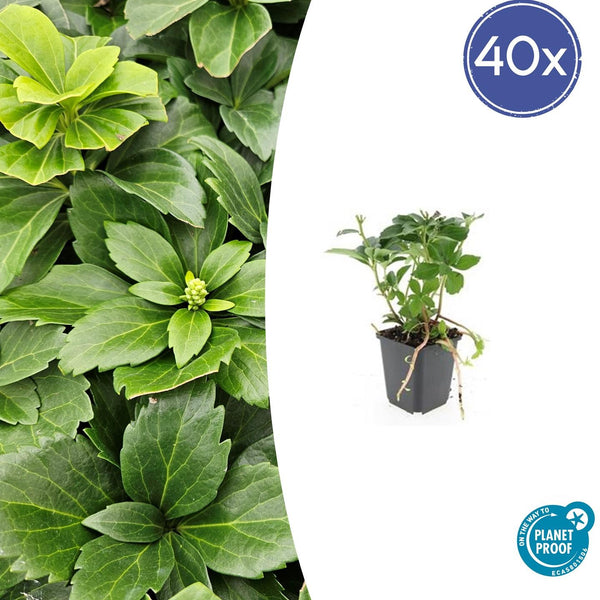 Pachysandra Terminalis - 20cm