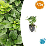 Product afbeelding 1