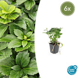 Product afbeelding 8
