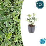 Product afbeelding 6