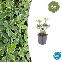 Pachysandra Terminalis 'Variegata' - 20cm