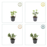 Product afbeelding 4