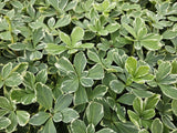 Product afbeelding 5