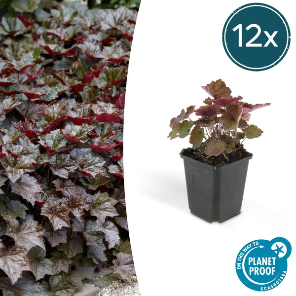 Heuchera ‘Palace Purple’ - 20 cm